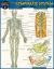 Anatomy of the Lymphatic System : A QuickStudy Laminated Reference Guide