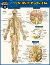 Anatomy of the Nervous System : A QuickStudy Laminated Reference Guide
