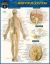 Anatomy of the Nervous System : A QuickStudy Laminated Reference Guide