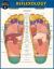 Reflexology : A QuickStudy Laminated Reference Guide