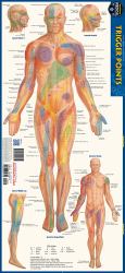 Trigger Points : A QuickStudy Laminated Anatomy Reference Guide