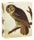 TeNeues - QuickNotes: Audubon Owls, Notecards, 20 Full Color Notecards, 20 Classic White Envelopes, 4 Designs, 5 Cards Each Design, Keepsake Box, Magnetic Closure : Our Standard Size Set of 20 Notecards in a Box with Magnetic Closure