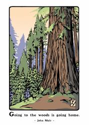 Giant Sequoia