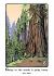 Giant Sequoia Giant Sequoia