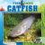 Catfish