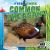 Common Pheasant