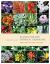 Plants for the Tropical Xeriscape : A Gardener's Guide