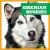 Siberian Huskies Siberian Huskies