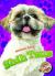Shih Tzus Shih Tzus