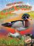 Wood Ducks