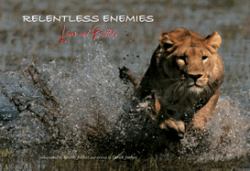 Relentless Enemies : Lions and Buffalo