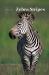 Zebra Stripes Zebra Stripes