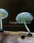 Funga Obscura : Photo Journeys among Fungi