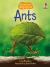 Ants Ants