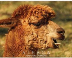 Alpaca Perpetual Calendar : Animal Lovers Hardcover Monthly Daily Desk Organizer for Birthdays, Important Dates, Anniversaries, Special Days, Keepsake Gifts