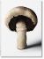 The Gourmand's Mushroom. a Collection of Stories and Recipes