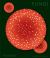 Fungi : The World of Mushrooms