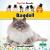 Ragdoll