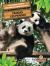 Les Pandas (Pandas) Bilingual Eng/Fre