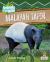 Malayan Tapir