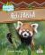 Red Panda