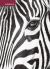 Zebra Notebook Zebra Notebook