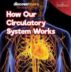 How Our Circulatory System Works