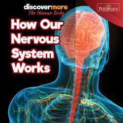 How Our Nervous System Works