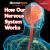 How Our Nervous System Works