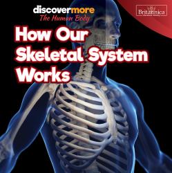 How Our Skeletal System Works