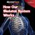 How Our Skeletal System Works
