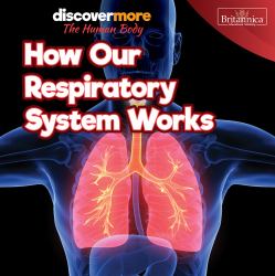 How Our Respiratory System Works
