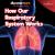 How Our Respiratory System Works