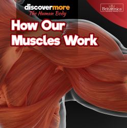 How Our Muscles Work