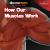 How Our Muscles Work