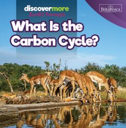 What Is the Carbon Cycle?