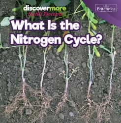 What Is the Nitrogen Cycle?