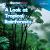 A Look at Tropical Rainforests A Look at Tropical Rainforests