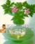 Aromatherapy for Women