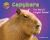 Capybara : The World's Largest Rodent