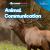 Animal Communication
