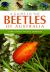 A Guide to the Beetles of Australia