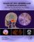 Roles of the Cerebellum in Motor Control : Foundations, Experimental Approaches and Clinical Applications