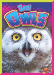 Baby Owls