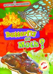 Butterfly or Moth?