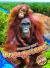 Orangutans