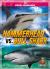 Hammerhead vs. Bull Shark