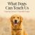 What Dogs Can Teach Us : Inspiring Quotes and Beautiful Images