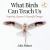 What Birds Can Teach Us : Inspiring Quotes and Beautiful Images