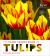 Plant Lover's Guide to Tulips